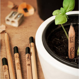 Illustration for article titled These Plantable Pencils Grow Fresh Herbs From Your Failed Lit Ambitions